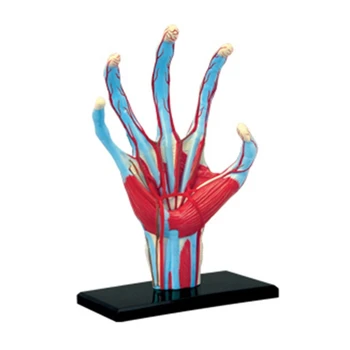 Dropship анатомия модел на ръка с мускули сухожилия нерви и артерии подвижни части показват вътрешна ръка детайл и