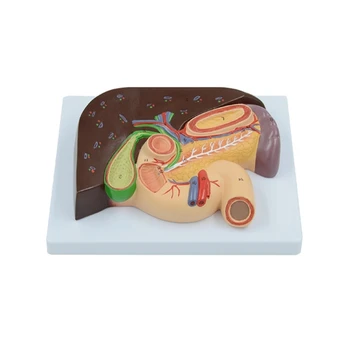Анатомичен черен дроб жлъчен мехур панкреас модел показва черен дроб панкреас жлъчен мехур